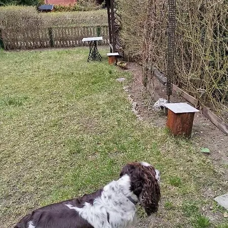 Pod Swierkami 펜션 Male Swornegacie